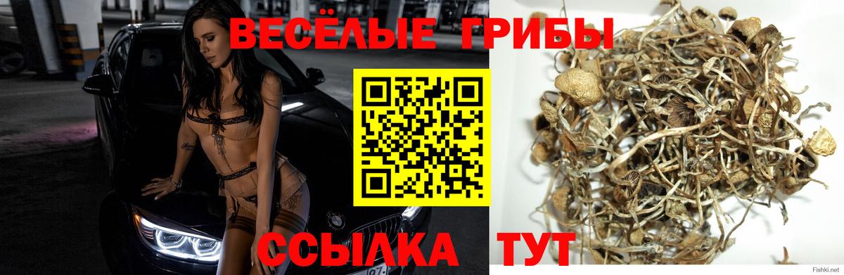 Псилоцибиновые грибы Psilocybine cubensis  Вход с VPN  Арсеньев 